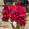 Rlc. Shinfong Lady